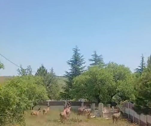 Koruma altındaki dağ keçileri Harput mezarlıklarında görüntülendi