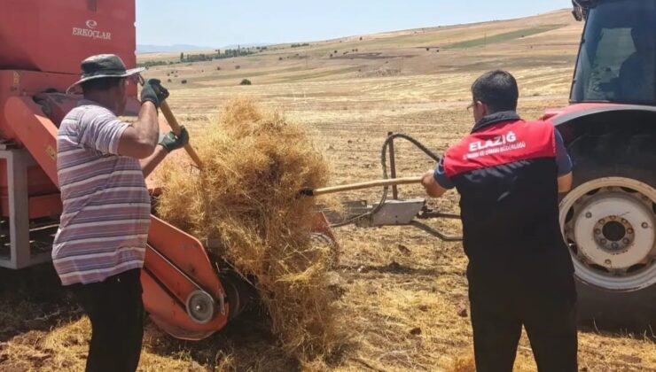 Ağın’da mercimek tohumluklarında hasat kontrolleri