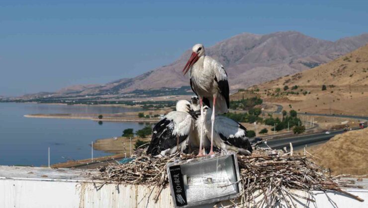 Anadolu’da leyleklerin göç hazırlığı