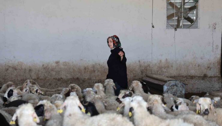 Elazığlı kadın girişimci devlet desteğiyle çiftlik kurdu
