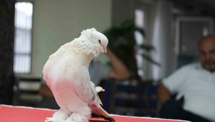 Ev, araba parasına satılan Şebap güvercinler görücüye çıktı